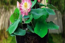 水养荷花不开花的原因，每天要接受充足的散射光