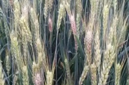 小麦赤霉病的防治方式，会引起苗腐、穗腐、茎基腐等