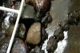 石蛙的生长环境，可建在室内也可建在室外