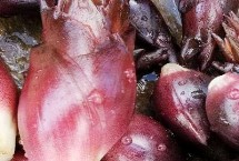 江苏南通市如东县的特产，如东条斑紫菜畅销各地