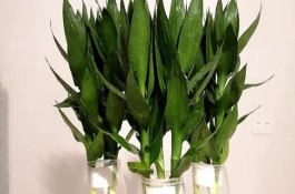 观音竹是喜阴还是喜阳，是一种喜阴植物