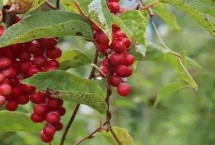 五味子的繁殖方法，亩产1500-3000斤鲜货