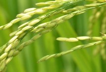 宜优2918水稻栽培技术要点，该品种基部叶鞘绿色