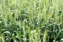 滑昌麦26小麦栽培技术要点，适宜播种期10月上中旬