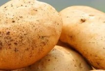 马铃薯收获前有哪些病害需防治，膨大期需追肥2-3次