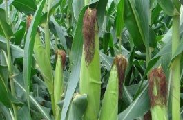 明玉19玉米栽培技术要点，中抗大斑病和茎腐病