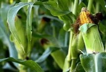 玉米地的除草农药有哪些，常用硝烟莠去津悬浮剂、烟嘧磺隆等