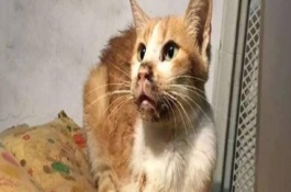 犬猫口炎或口腔溃疡如何使用药物，可能是误食骨刺或干硬的食物等因素造成