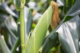 晋单78号玉米品种的产量，生育期124天