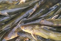 黄颡鱼的产地，主要分布在我国广东和广西等省份