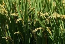 大粮302水稻栽培技术要点，中抗条纹叶枯病