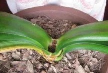 君子兰烂根如何处理，栽种过深会导致细菌和微生物侵蚀叶心