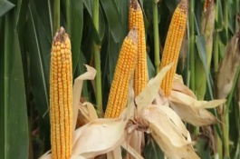 元钰598玉米栽培技术要点，中抗大斑病