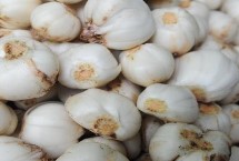 国产鲜百合哪些地方的最好，洗净后可放入冰箱中冷藏