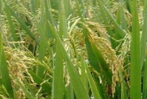 龙粳1539水稻栽培技术要点，该品种主茎10片叶