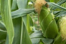 裕丰358玉米栽培技术要点，春播平均生育期117.8天