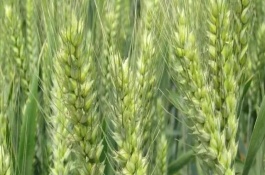 兰天33号小麦栽培技术要点，生育期246天