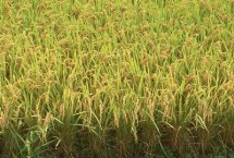 圳优1127水稻栽培技术要点，尤其注意防治稻瘟病