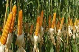 天晟6号玉米栽培技术要点，春播全生育期132天