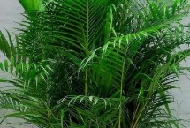 形态区别，形态和习性均不同