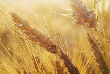 冀麦329小麦栽培技术要点，该品种属半冬性节水品种