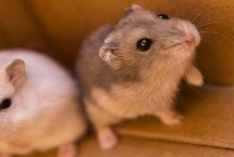 仓鼠怎么养才会粘人，新手养成年的仓鼠比较合适