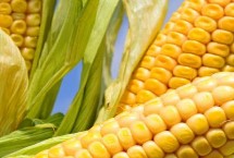 锦润868玉米栽培技术要点，中抗茎腐病