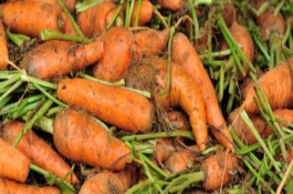 红萝卜什么时候收获，以下3种方法均可尝试