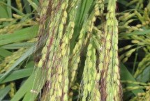 文宝紫1号水稻栽培技术要点，中抗纹枯病5.0级