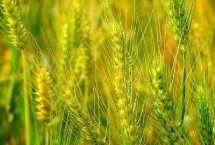 安农178小麦栽培技术要点，为中筋品种