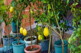 盆栽柠檬树叶有黄斑的原因和解决方法，主要为冬春修剪以及夏季修剪
