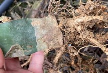 火龙果的日常管理，过度浇水或受到机械损伤均容易发病