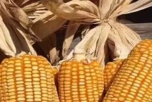 玖龙单1号玉米栽培技术要点，中抗穗腐病和灰斑病