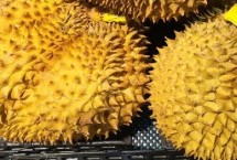 如何挑选成熟的榴莲，气候不适宜、种植成本高皆是重要原因