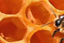 百花蜜会不会结晶，中蜂百花蜜一斤需要100-300元左右