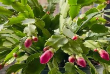 如何让蟹爪兰冬天多开花，可能是温度过低或光照不足等