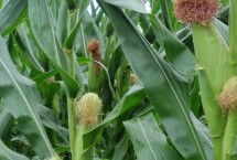 金粒2016玉米栽培技术要点，注意防治各地区常见病虫害