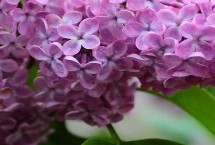 丁香花开放时间，不同品种的花期各有差异