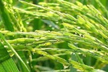 榕泰优862水稻栽培技术要点，每亩有效穗数17.0万穗