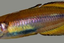 大眼虹银汉鱼好不好养，饲养难度比较大