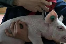 20头份的猪瘟打多少猪，需要根据猪的大小而定