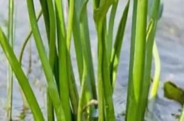 泽泻要种多久才能收获，浸种后与草木灰拌匀再进行撒播