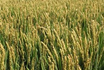 唯农208水稻栽培技术要点，普通粳稻品种