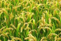 南方水稻和北方水稻的区别，早稻播种时间4月上中旬