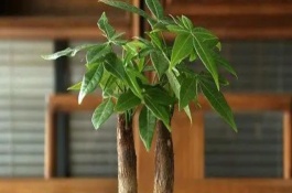 发财树多高为好，养殖三杆发财树更合适