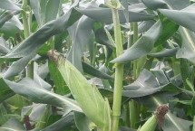 锦玉276玉米栽培技术要点，品种株型半紧凑