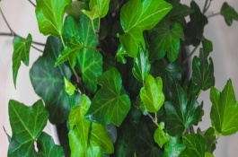 常青藤可以水培吗，会受到地区、季节、品质等条件的影响