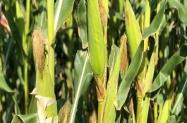 云瑞416玉米栽培技术要点，区试平均生育期147天