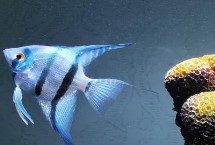 神仙鱼繁殖的注意事项，神仙鱼会吃掉体型小的孔雀鱼