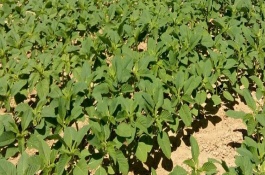 运豆101大豆栽培技术要点，夏播每亩1.4～1.6万株